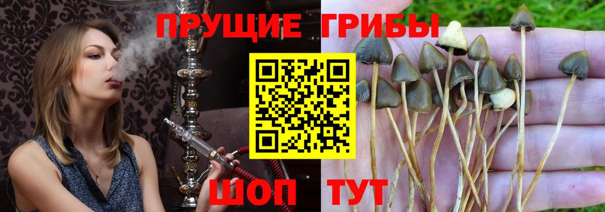 Галлюциногенные грибы Psilocybe  Вход с VPN  Архангельск 